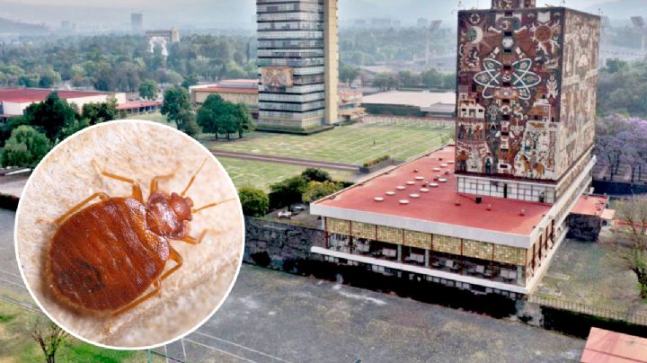 Autoridades aseguran que las chinches son producto de nuestras casas