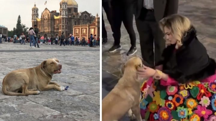 Aracely Arámbula busca adoptar a perrito abandonado en la Basílica de Guadalupe