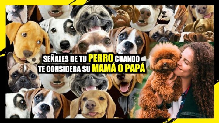 Señales de tu perro cuando te considera su mamá o papá