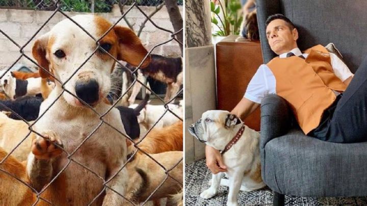 Eugenio Derbez revela que prefiere ayudar a un perro antes que a un bebé o anciano