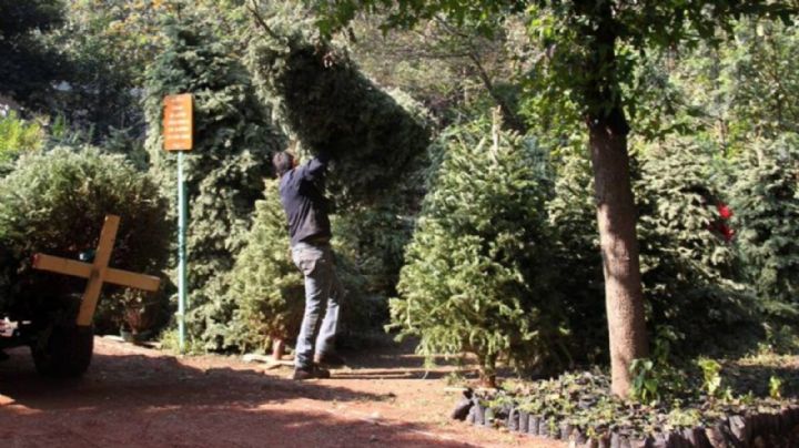 Aquí puedes tirar tu Árbol de Navidad en CDMX y Edomex en 2024: Centros de Acopio