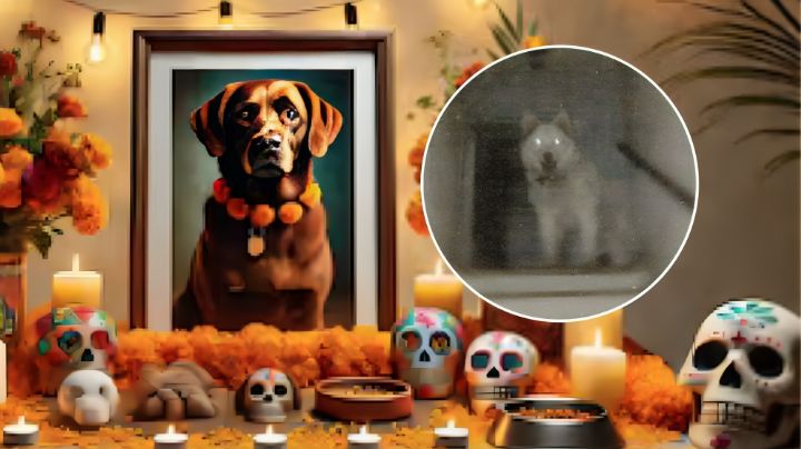 Día de muertos: internautas prueban que el alma de sus mascotas llegaron a sus ofrendas | VIDEO