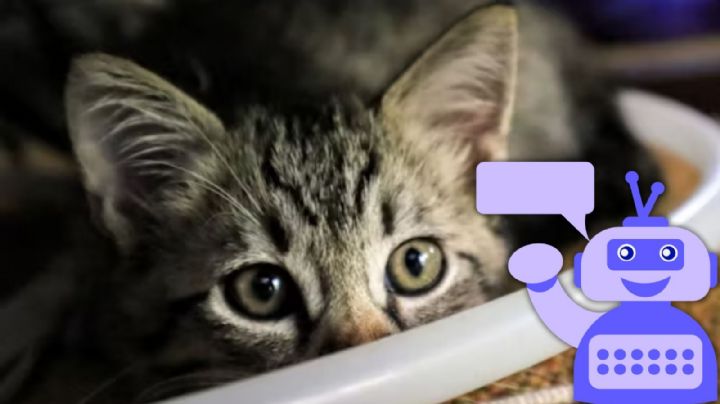 ¿Cuál es el nombre más tierno para un gato? Esto dice la IA