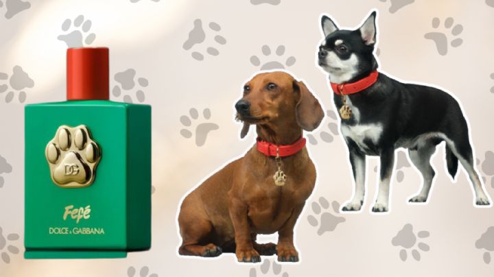 Conoce Fefé, el perfume de lujo para perro presentado por Dolce & Gabbana