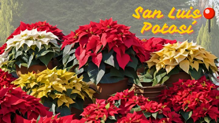 Feria de la Nochebuena, San Luis Potosí 2024: Fechas, horarios, precios y todo lo que debes saber