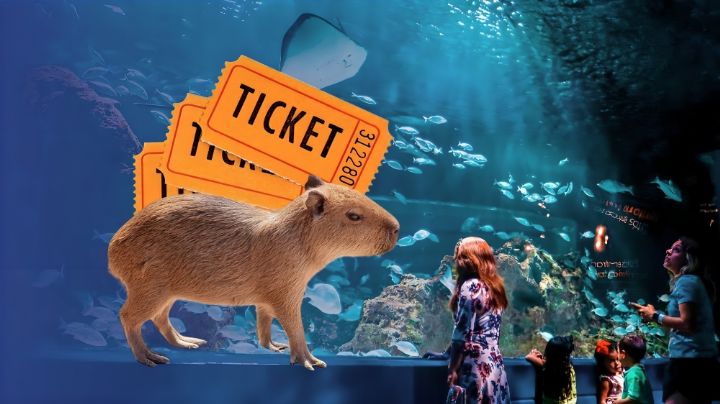 ¿Cuánto cuesta visitar el Acuario Michin? Descubre si puedes conocer a las capibaras en tu entrada