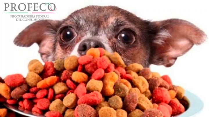 Las mejores marcas económicas de croquetas para perros recomendadas por Profeco