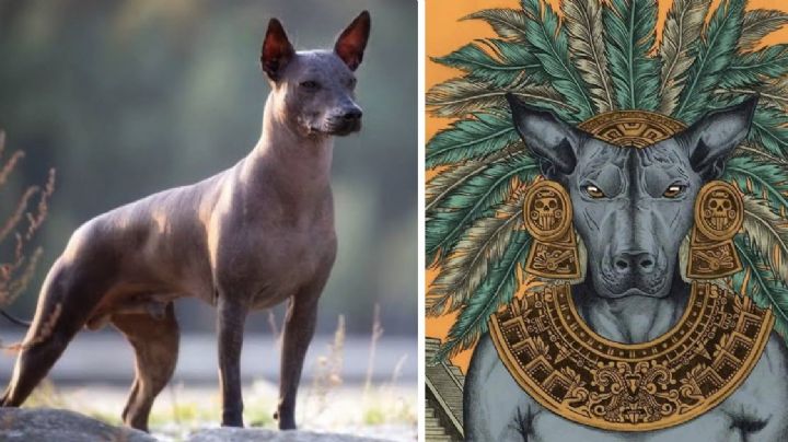 Xoloitzcuincles: Los poderes curativos de los guardianes espirituales