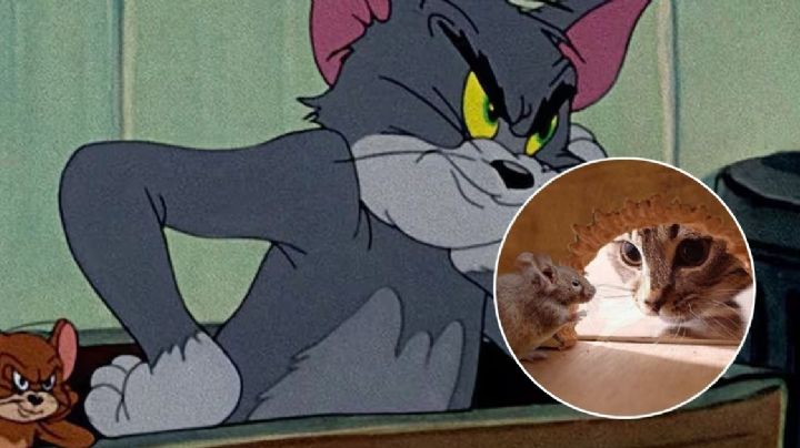 IA: Así se vería Tom de Tom y Jerry en la vida real