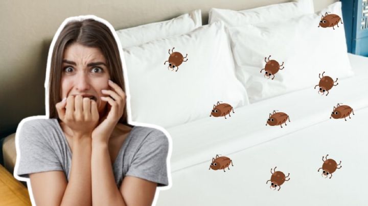 ¿Cuándo comienza la temporada de chinches y qué hacer para combatirlas?