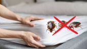 Foto ilustrativa de la nota titulada: ¿Cómo eliminar chinches de cama naturalmente y rápido? Utiliza este remedio casero
