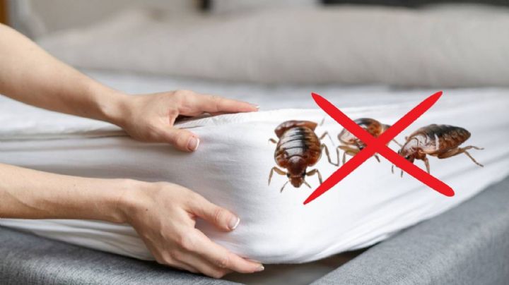 ¿Cómo eliminar chinches de cama naturalmente y rápido? Utiliza este remedio casero