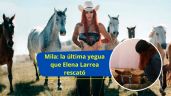 Mila fue la última yegua que Elena Larrea rescató, antes de fallecer a los 31 años