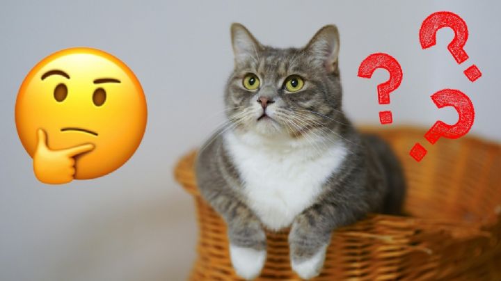 UNAM aclara por qué los gatos llevan animales muertos a sus dueños y cómo evitarlo