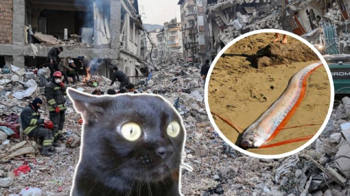 Encuentran un ‘pez remo’ en Baja California: ¿Se viene un terremoto?