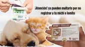 Foto ilustrativa de la nota titulada CURP para mascotas: esta es la multa por no registrar a tu perro o gato ante el RUAC