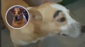 Foto ilustrativa de la nota titulada Perro sorprende a sus dueños tras llegar a casa con cejas pintadas