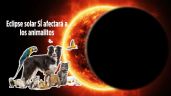 El eclipse solar 2024 SÍ afectará a los animales, te contamos