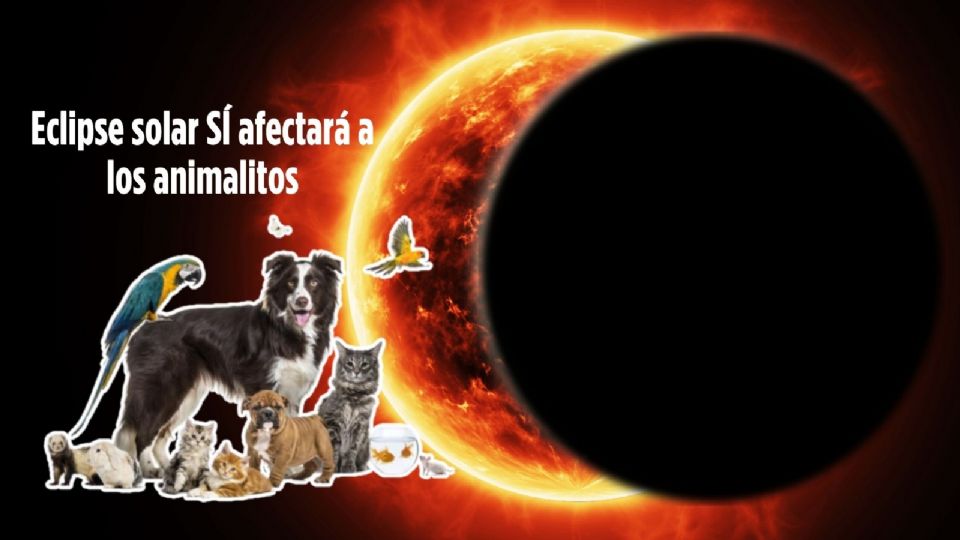 El paso de este acontecimiento puede traer ciertas consecuencias no solo para las personas que observan directamente el eclipse solar sin protección en los ojos, sino también para los animales,