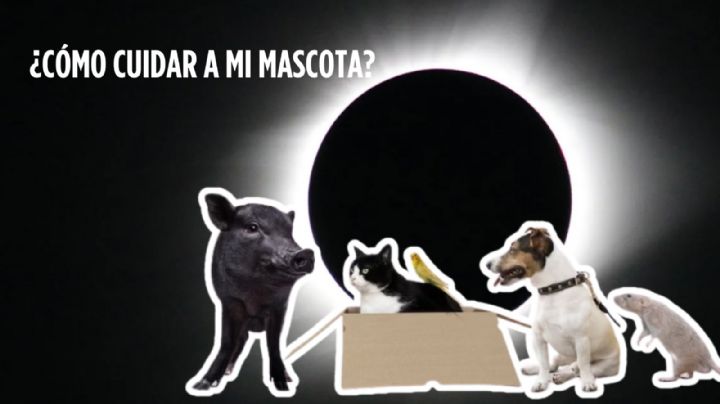 Eclipse Solar 2024: el mejor truco para proteger a tus mascotas ¿De qué?