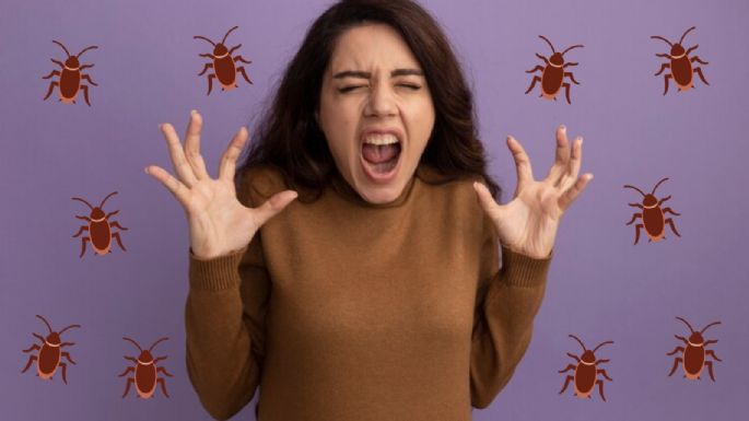 ¿Por qué no pisar una cucaracha? Este es el TRUCO para acabar con ellas en época de calor