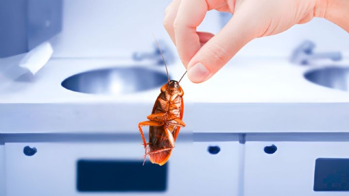 ¡Elimina la cucarachas de tu hogar! Este es el truco con vaselina para lograrlo