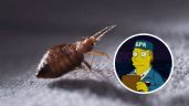 Foto ilustrativa de la nota titulada ¿Cuál es el insecticida más efectivo para eliminar las chinches de la casa, según la EPA?