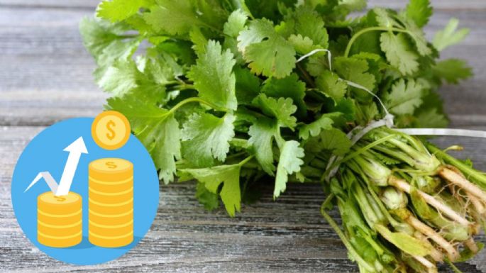 ¿Por qué subió de precio el cilantro y qué tienen que ver las olas de calor? Este es su costo por kilo en mercados