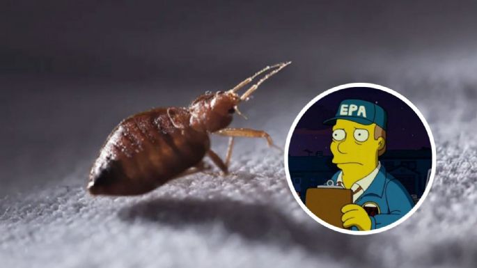 ¿Cuál es el insecticida más efectivo para eliminar las chinches de la casa, según la EPA?