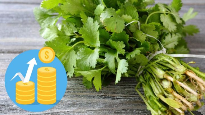 ¿Por qué subió de precio el cilantro y qué tienen que ver las olas de calor? Este es su costo por kilo en mercados