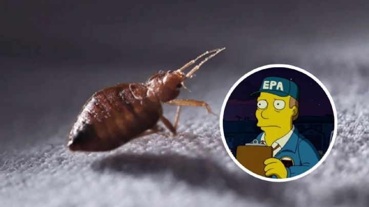 ¿Cuál es el insecticida más efectivo para eliminar las chinches de la casa, según la EPA?