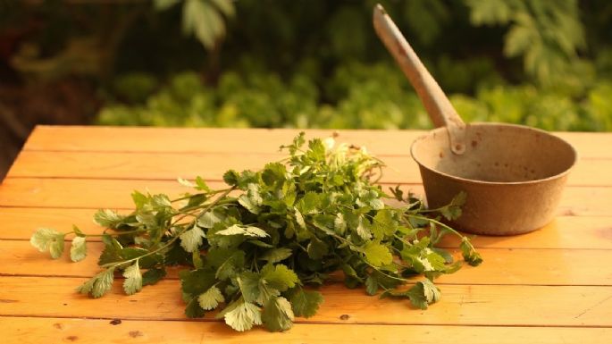 Adiós cilantro: Conoce los alimentos para reemplazarlo tras su aumento de precio del 400%