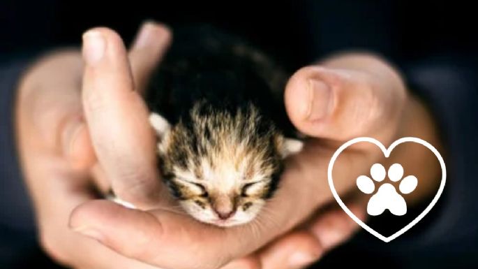 Conoce las 5 razas de gato que más años viven