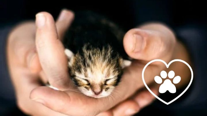 Conoce las 5 razas de gato que más años viven