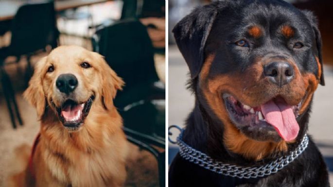 Toma asiento antes de conocer a ‘Bear’ el cachorro mezcla entre un golden retriever y un rottweiler