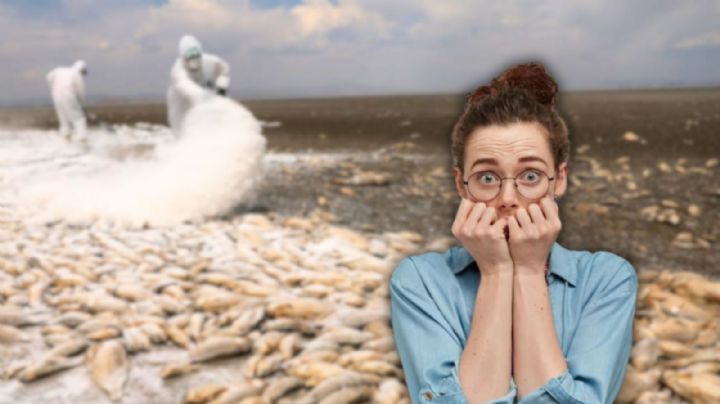 Sequía en México: Laguna de Bustillos en Chihuahua está a punto de quedarse sin agua; mueren miles de peces