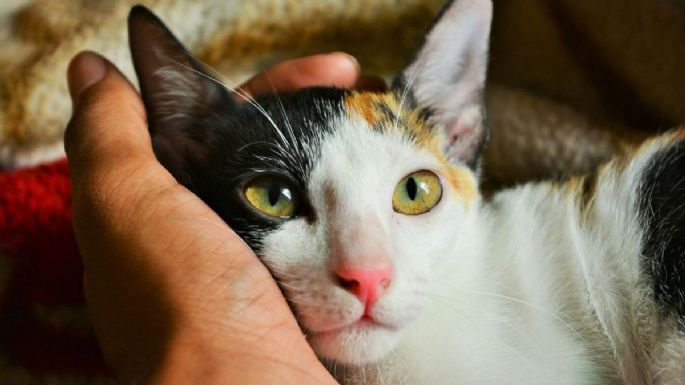 Conoce cuánto tiempo tarda un gato en olvidar a su dueño