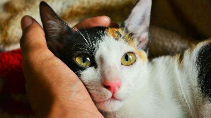 Conoce cuánto tiempo tarda un gato en olvidar a su dueño