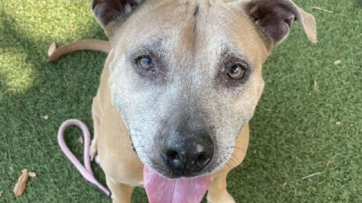 Perrita en adopción es ignorada por su edad VIDEO y su reacción se vuelve viral