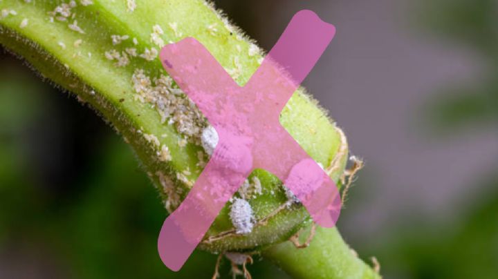 Aprende a hacer pesticidas caseros para quitar la cochinilla algodonosas de tus plantas