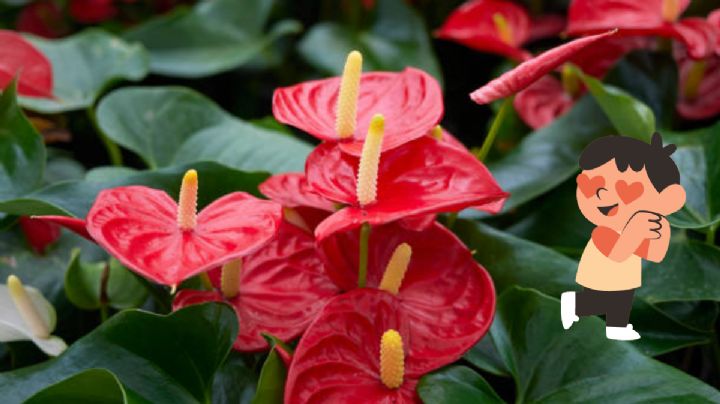 Este es el lugar ideal para colocar el anturio en tu hogar para que florezca los 365 días