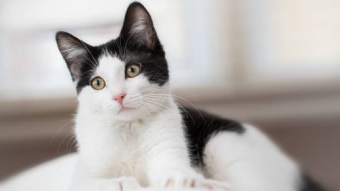 Esta es la nueva raza de gato que nació en Finlandia y que paraliza al mundo