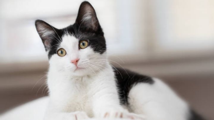 Esta es la nueva raza de gato que nació en Finlandia y que paraliza al mundo