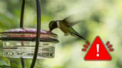 Foto ilustrativa de la nota titulada Estos son los peligros que trae colocar bebederos para colibríes en una casa