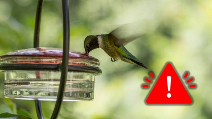 Estos son los peligros que trae colocar bebederos para colibríes en una casa