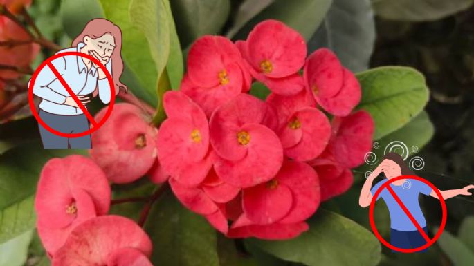 Esta es la flor que crece en México y es el mejor aliado contra los mareos, vómitos y el reuma