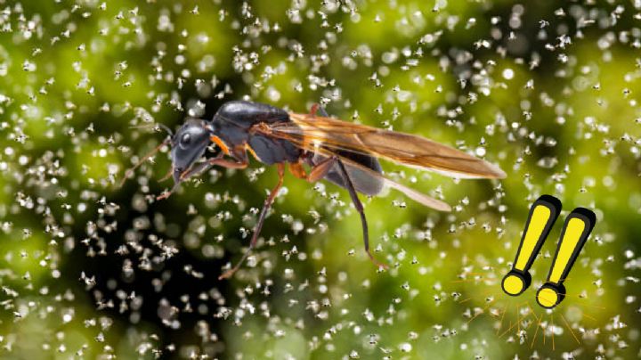El insecto que es considerado ‘oro gourmet’ en México y que es tendencia