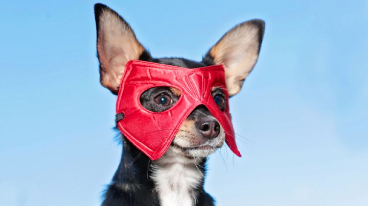 Un estudio confirma el nuevo poder de los perros