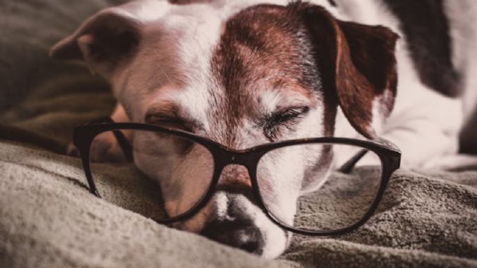 Estas son las señales de la demencia en perros que debes prestar atención