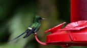 Foto ilustrativa de la nota titulada Aprende a preparar el néctar casero ideal para atraer colibríes a tu jardín